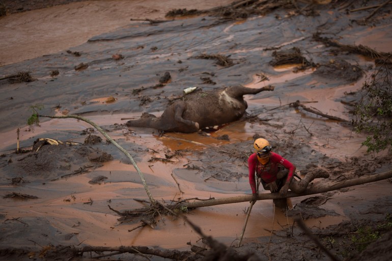 In this Nov. 8, 2015, file photo, a rescue worker searches for victims next tot he carcass of a dead cow, at the site of the town of Bento Rodrigues, after two dams burst, in Minas Gerais state, Brazil. Samarco, a joint-venture of mining giants Vale and BHP Billiton, involved in Brazils worst environmental disaster has reached an agreement on Wednesday, Feb. 17, 2016, with local government and public prosecutors to hire an independent auditor to monitor its repair work. 