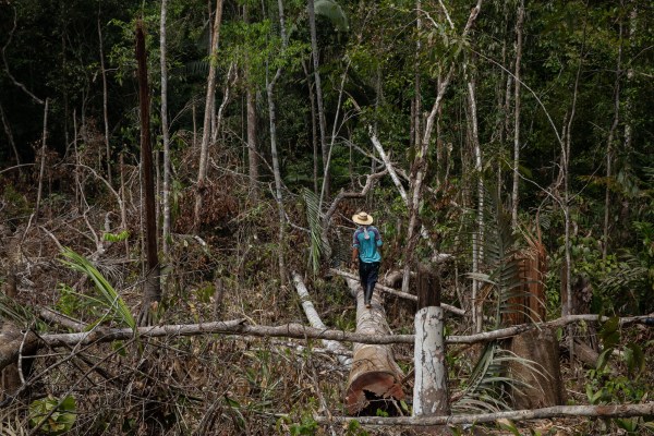 Тайната на намаляването на обезлесяването в Колумбия? Въоръжени групи