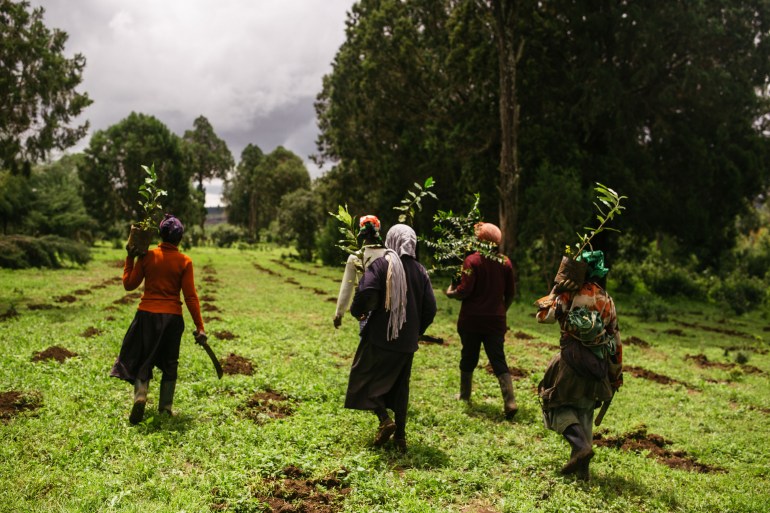 Villagers from Gaithuru bringing seedlings supplied by KDF, to plant in denuded parts of their forest, in Kenya