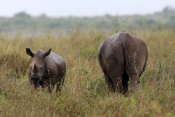Малайзиец с прякор „Кръстникът“, осъден в затвора в САЩ за трафик на рога от носорози