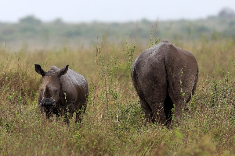 A white rhino with its calf in Kenya. They are in grassland. The mother is facing away and the calf is looking at the camera