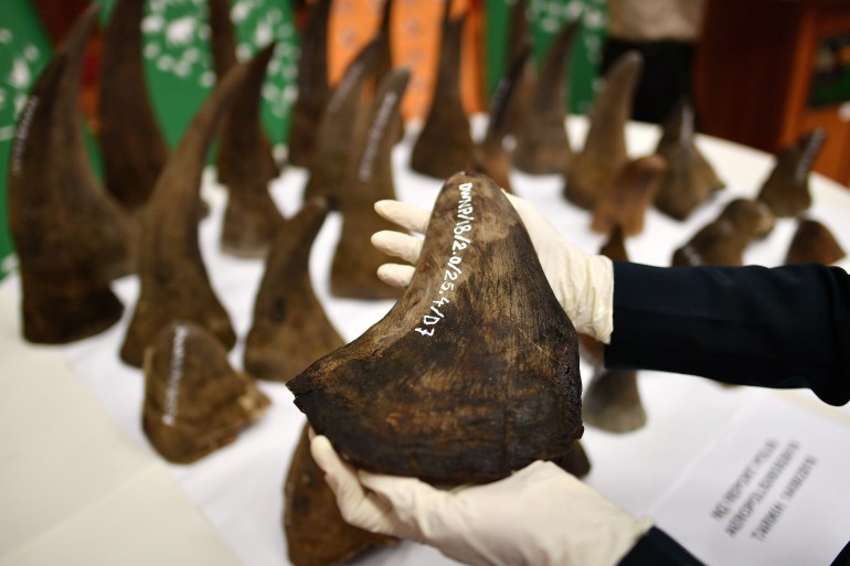 A close up rhino horns seized in Malaysia. An official is holding one up for the camera. Their hands are gloved.