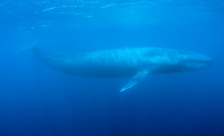 A blue whale swims in the deep blue sea off the coast of Mirissa, in southern Sri Lanka, April 5, 2013. The southern tip of Sri Lanka, where the deep waters of the continental shelf is close to the shore, is one of the few locations in the world to see dolphins, whales and other creatures of the deep. Since the end of the 25 years civil war in 2009, tourists are returning to the island to enjoy its natural beauty and catch a rare glimpse of the elusive blue whales, the largest creature that has ever lived. Picture taken April 5, 2013. REUTERS/Joshua Barton (SRI LANKA - Tags: ANIMALS TRAVEL SOCIETY)
