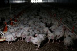 Power cuts are causing losses in South Africa&#39;s poultry industry [Siphiwe Sibeko/Reuters]