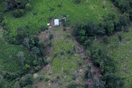 An aerial view of coca plantations in Colombia