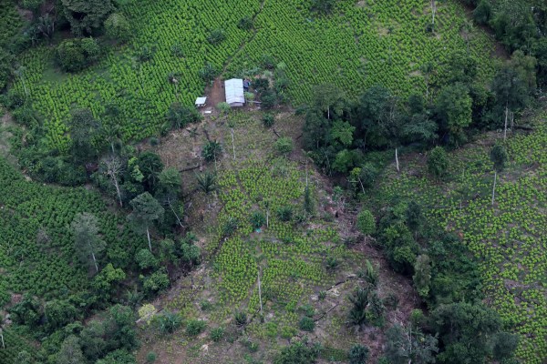 Колумбия постави нов рекорд за отглеждане на листа от кока