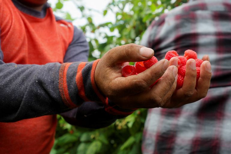 Workers pick raspberries at a farm in Quebec, Canada