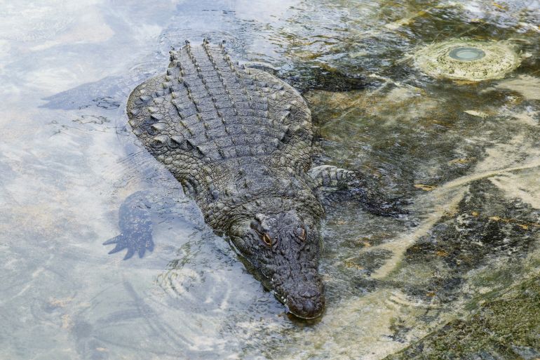 A crocodile lies close to the edge of the water at the Dubai Crocodile Park in Dubai