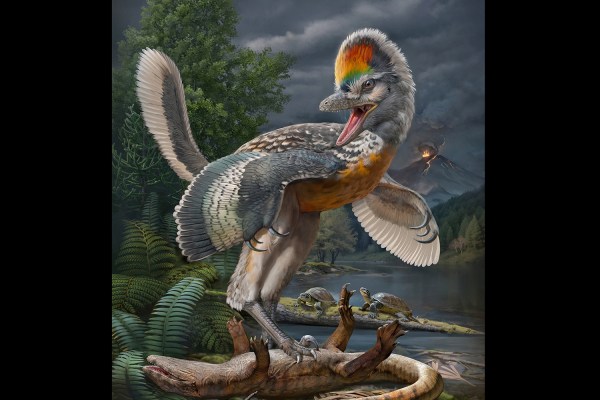 „Странният“ дългокрак птицеподобен динозавър очарова учените в Китай