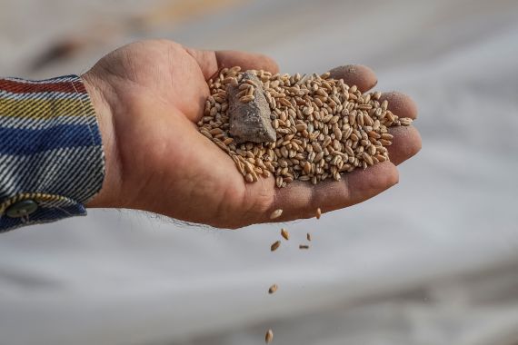 A Ukrainian farmer displays wheat grains in Orikhiv, Zaporizhia