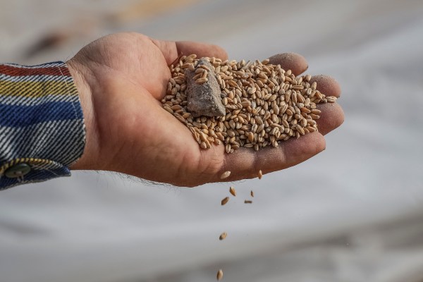 Украйна ще съди Полша, Словакия и Унгария заради забраната за зърно: Politico