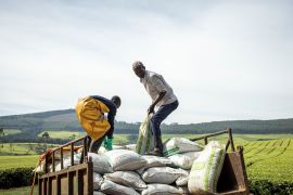 Sasini employees unload bags of fertilizer from a truck at Kipkebe Tea Estate at Kipkebe Tea Estate in Musereita on October 21, 2022. - The agricultural drone market is expected to grow in the coming years, with some reports suggesting it could reach 10.5 billion USD by 2028. Kenya, a country vulnerable to drought and food insecurity in some areas, is investing in agricultural technology in the hope to reduce costs and increasing crop yields. (Photo by Patrick Meinhardt / AFP) / The erroneous mention[s] appearing in the metadata of this photo by Patrick Meinhardt has been modified in AFP systems in the following manner: [fertilizer] instead of [pesticide]. Please immediately remove the erroneous mention[s] from all your online services and delete it (them) from your servers. If you have been authorized by AFP to distribute it (them) to third parties, please ensure that the same actions are carried out by them. Failure to promptly comply with these instructions will entail liability on your part for any continued or post notification usage. Therefore we thank you very much for all your attention and prompt action. We are sorry for the inconvenience this notification may cause and remain at your disposal for any further information you may require.