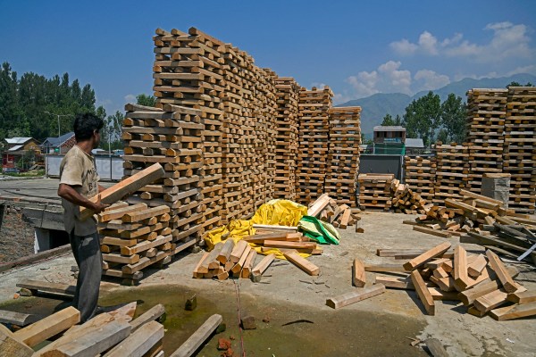 „Почти унищожаване“: необузданата сеч удря производителите на бухалки за крикет в Кашмир