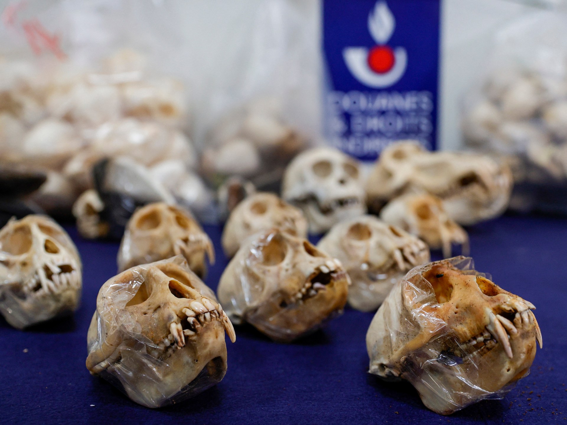 French customs seize nearly 400 monkey skulls destined for the US