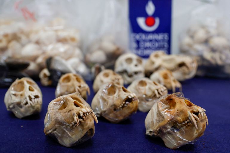 This photograph taken on september 21, 2023 shows skulls of primates and other animal skulls seized from packages at the Roissy Charles de Gaulle airport in the Paris suburb of Roissy. - Roissy customs handed over 392 primates skulls and 326 skulls of other animals protected by the Convention on International Trade in Endangered Species of Wild Fauna and Flora (CITES) seized in packages in the last seven months, to the Natural History Museum of Aix-en-Provence, on September 21, 2023. (Photo by Geoffroy VAN DER HASSELT / AFP)