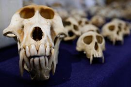 This photograph taken on september 21, 2023 shows skulls of primates and other animal skulls seized from packages at the Roissy Charles de Gaulle airport in the Paris suburb of Roissy. – Roissy customs handed over 392 primates skulls and 326 skulls of other animals protected by the Convention on International Trade in Endangered Species of Wild Fauna and Flora (CITES) seized in packages in the last seven months, to the Natural History Museum of Aix-en-Provence, on September 21, 2023. (Photo by Geoffroy VAN DER HASSELT / AFP)