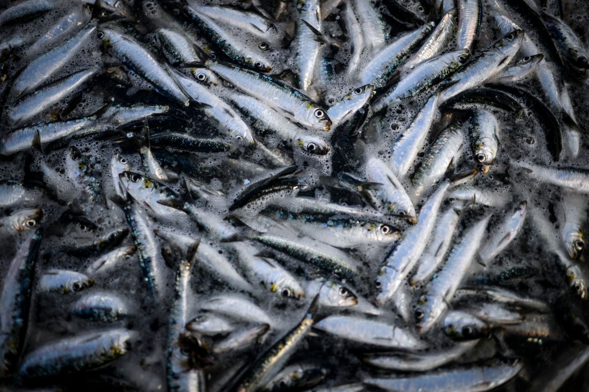 The humble sardine - a key ingredient of Portuguese life