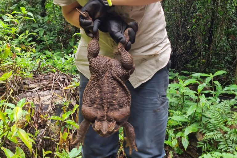 Um guarda florestal em Queensland segura um sapo-cururu gigante.  Ele está sendo segurado de cabeça para baixo pelas patas traseiras.
