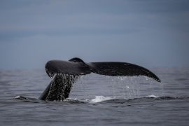 A humpback whale surfaces in the waters of Bahía Solano