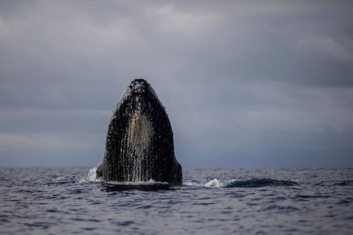 A humpback whale surfaces in the waters of Bahía Solano