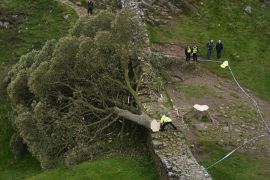 Police officers look at the tree at Sycamore Gap, next to Hadrian's Wall, in Northumberland, England, Thursday Sept. 28, 2023 which has come down overnight. One of the UK’s most photographed trees has been “deliberately felled” in an apparent act of vandalism, authorities have said. The famous tree at Sycamore Gap, next to Hadrian’s Wall in Northumberland, was made famous when it appeared in Kevin Costner’s 1991 film Robin Hood: Prince Of Thieves. (Owen Humphreys/PA via AP)