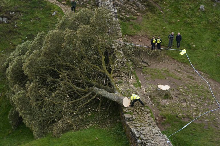 ‘İnanılmaz derecede üzücü bir gün’: İngiltere’de antik ağacı kesen genç tutuklandı