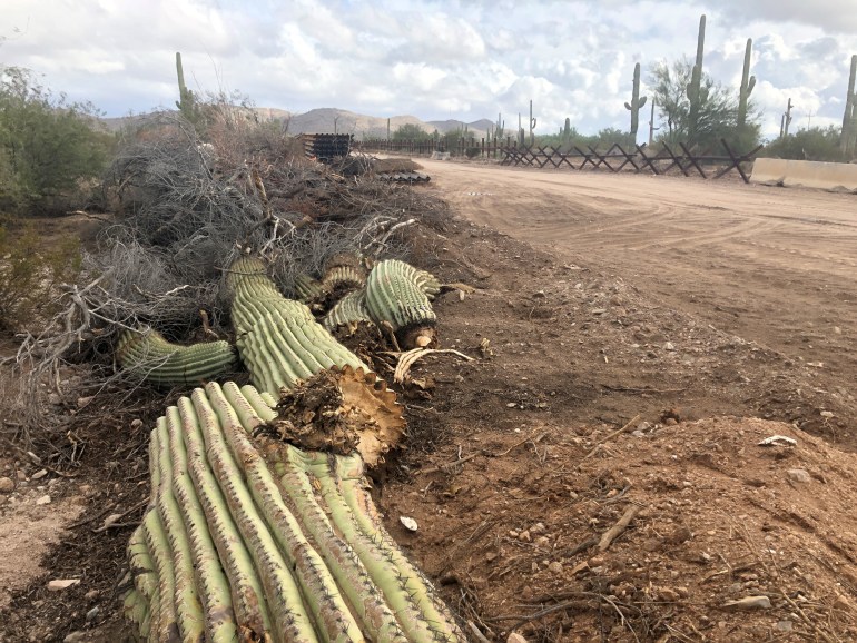 A destroyed cactus next to a road