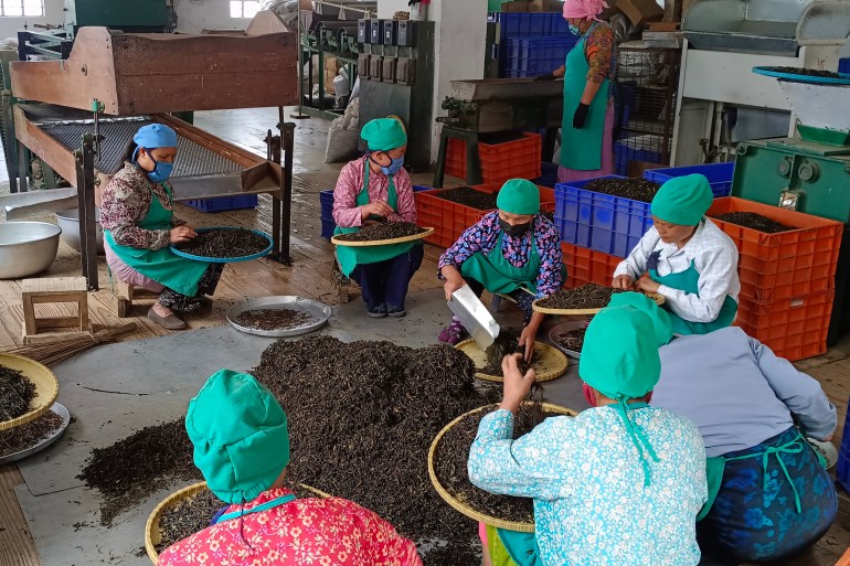 tea being processed in a factory in Darjeeling