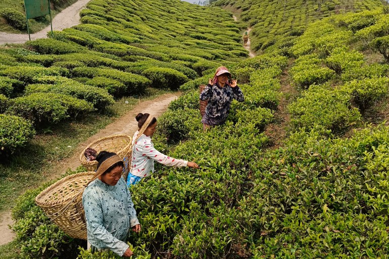 tea leaf pickers in Darjeeling