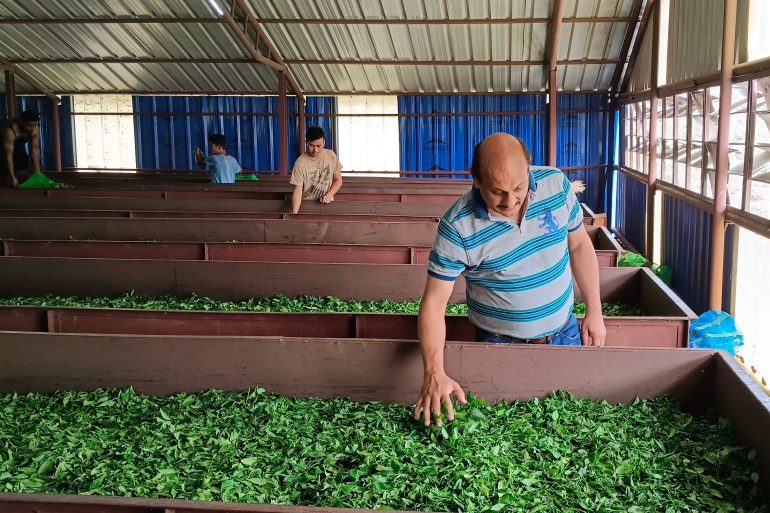 Sanjay Choudhry, owner of Ringtong tea plantation at a tea leaf processing factory in Darjeeling
