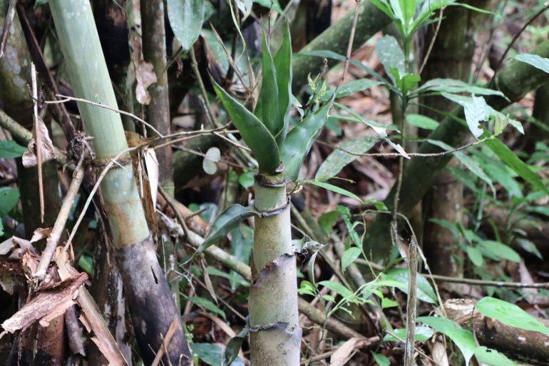 Young bamboo shoot, a favorite food for elephants at Cat Tien National Park. [Sen Nguyen/Al Jazeera]