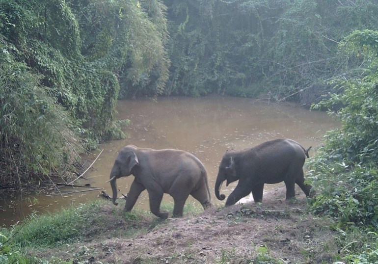 Dinh Quan (left) and Bien Dong were caught on a camera trap in Cat Tien National Park, part of Vietnam’s Dong Nai Biosphere Reserve in April, 2023. [Human Society International]