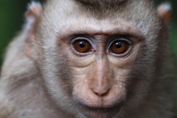 Транснационалният свят на тестването на примати