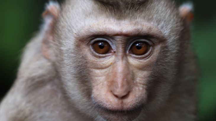 The Transnational World of Primate Testing
