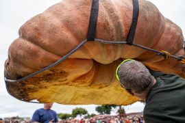 The winning pumpkin being weighed. It is suspended. People are looking beneath it