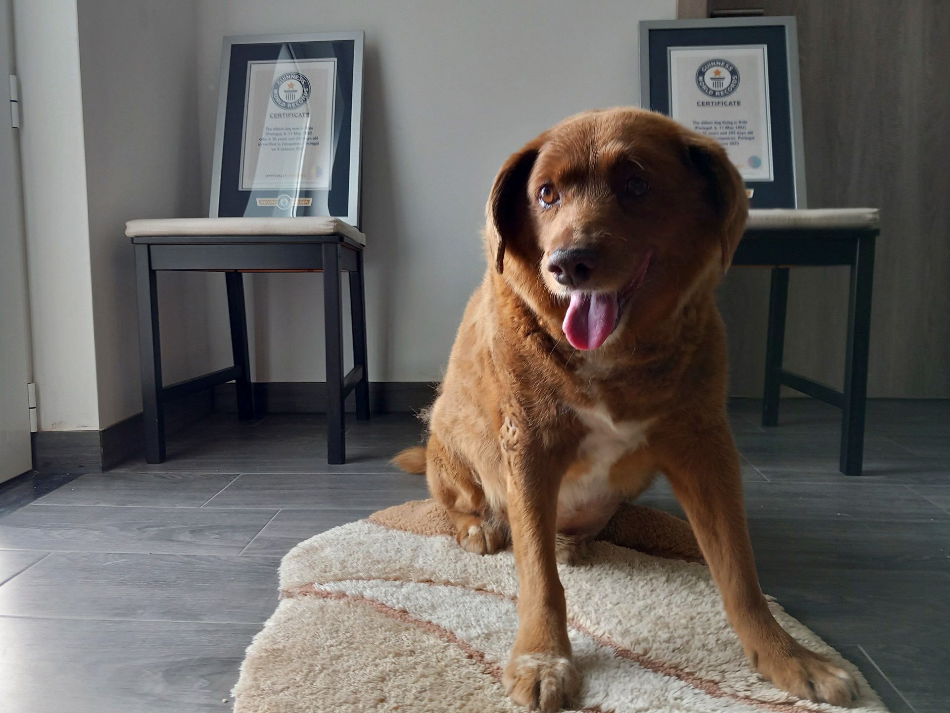 Bobby, o cão mais velho do mundo, morre aos 31 anos em Portugal (cão com 217 anos) |  Mensagens de obituário