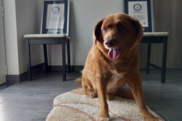 Световните рекорди на Гинес преглеждат доказателства, свързани със заглавието „най-старото куче“