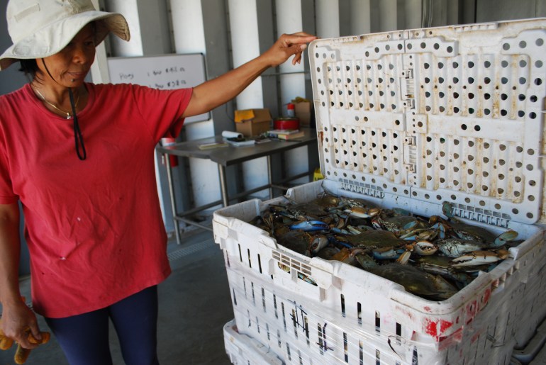 Karen Suon, dressed in a floppy hat and a t-shirt, holds open a plastic crate full of crabs.