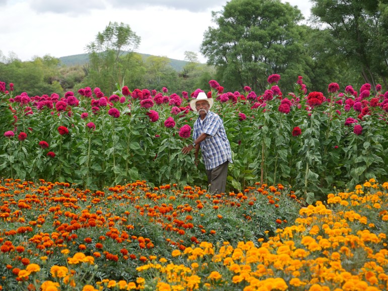 A flower farmer, Genaro Lopez, stands amid his crops: rows of magenta cockscombs and golden marigolds.