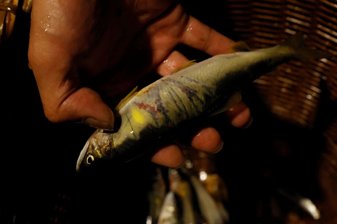 Cormorant fishing master, known as usho, Youichiro Adachi, 48, shows the marks left by his cormorants on an ayu river fish, at his house in Oze, Seki, Japan.