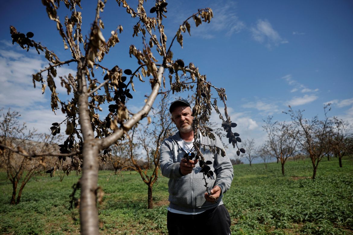 Vasilis Tsiamitas, 46, looks at the burned crop from his almond trees in the village of Sesklo, Greece.