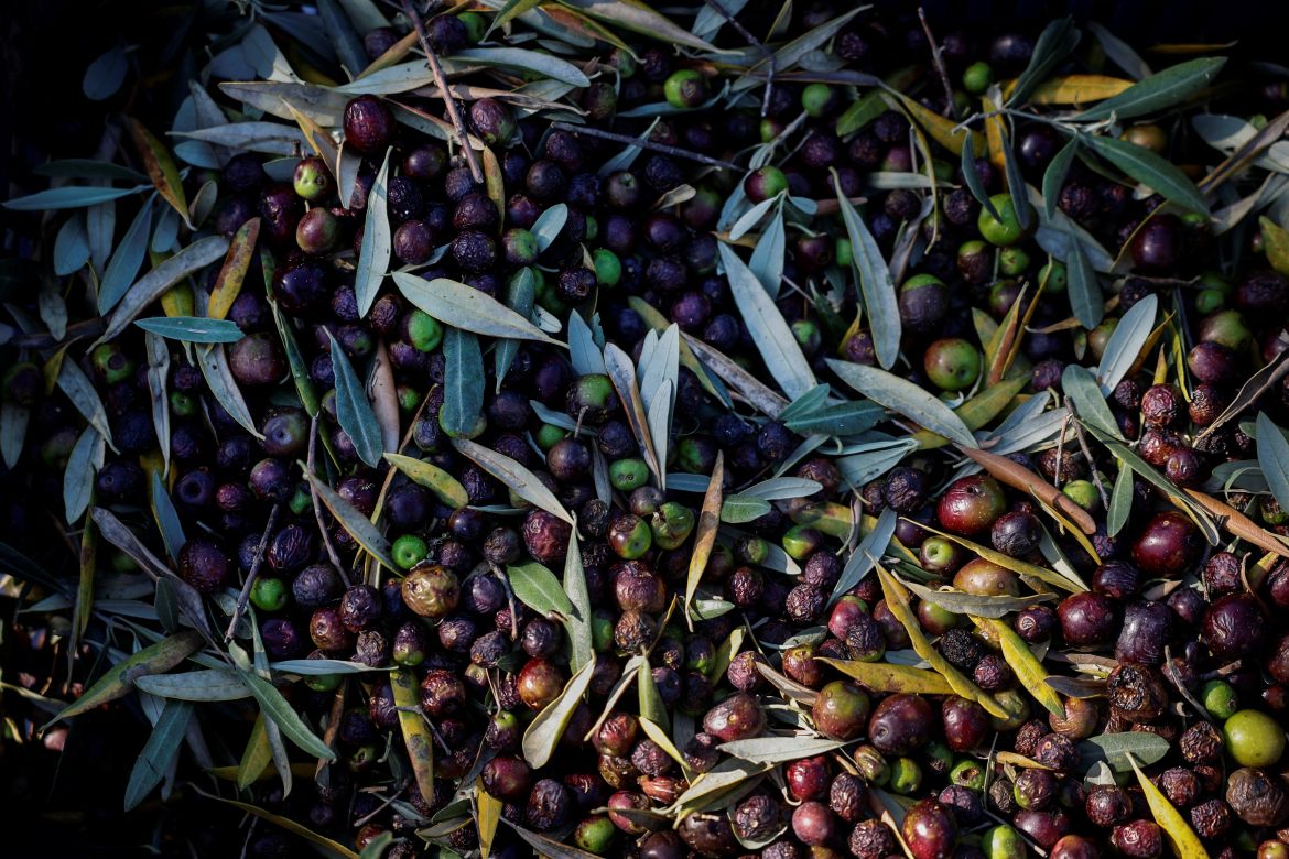 Olives picked from a poor crop are gathered in Vasilis Tsiamitas' grove, in the village of Sesklo, Greece.