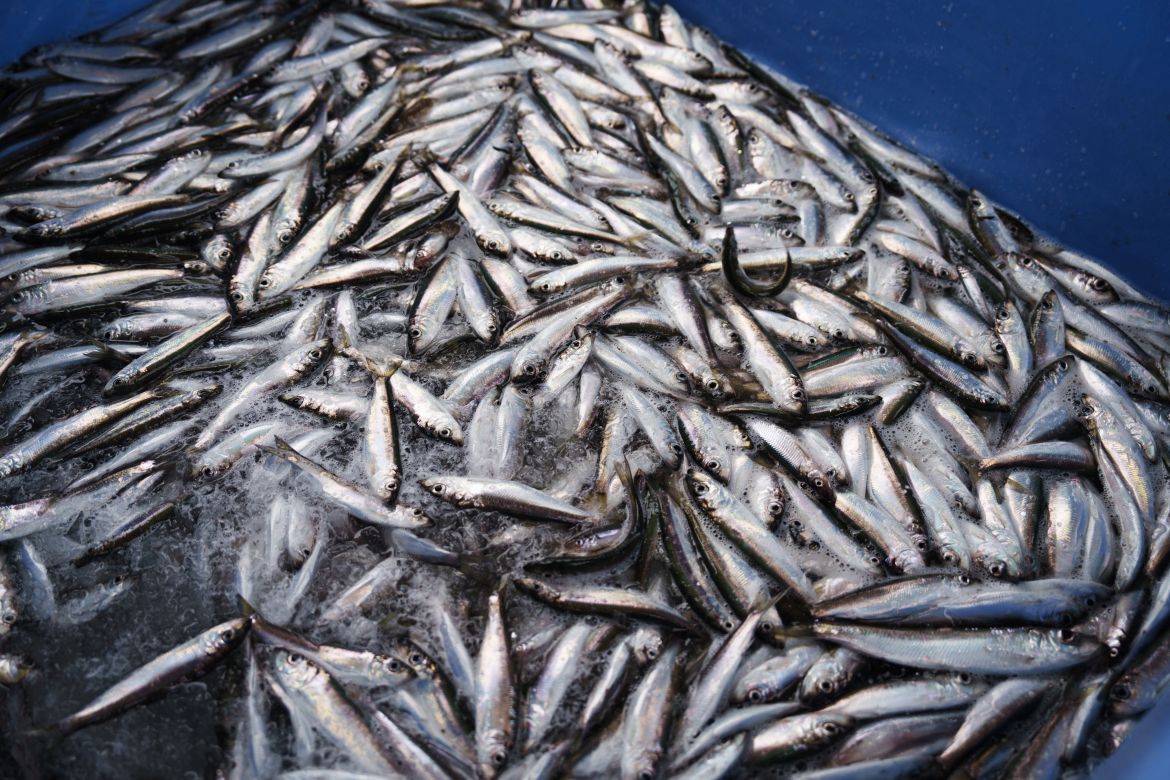 Herrings are kept frozen onboard the boat for the return to the port off Kotka, southern Finland.