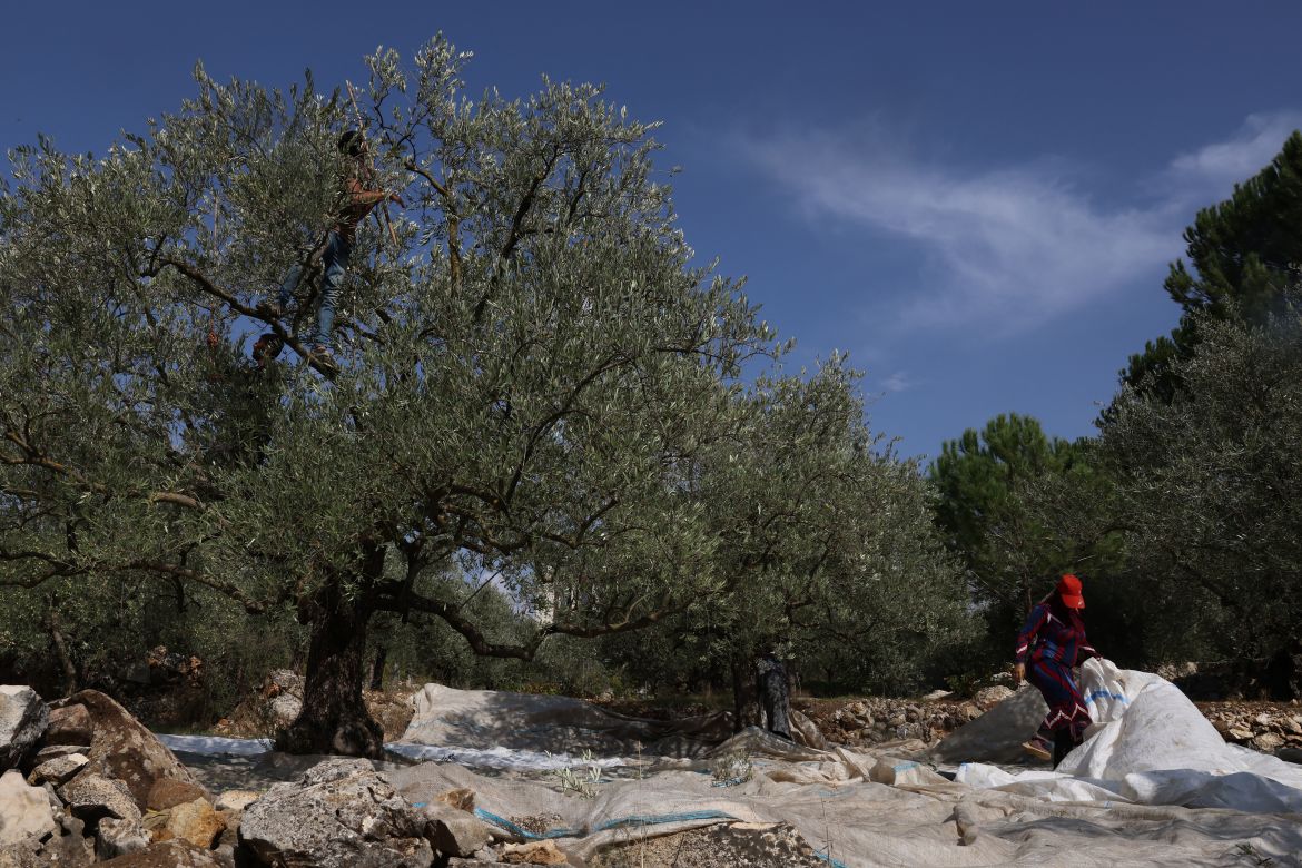 Farmers harvest olives near the southern Lebanese town of Hasbaya near the border with Israel.