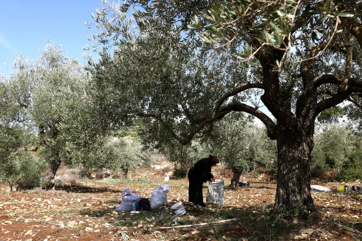 A woman fills bags with freshly harvested olives near the southern Lebanese town of Hasbaya near the border with Israel.