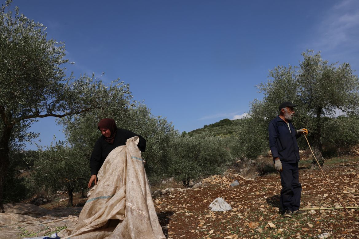 Farmer Adnan al-Sahaar stands in an olive grove as a woman gathers olives during the harvest season near the southern Lebanese town of Hasbaya near the border with Israel.