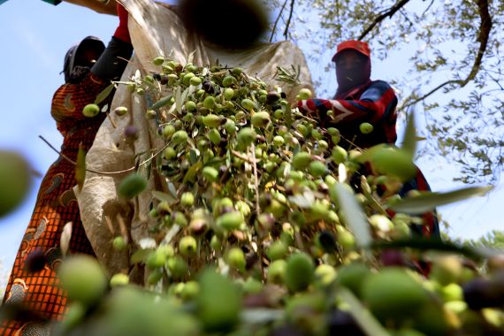 Syrian workers sort freshly harvested olives near the southern Lebanese town of Hasbaya near the border with Israel.