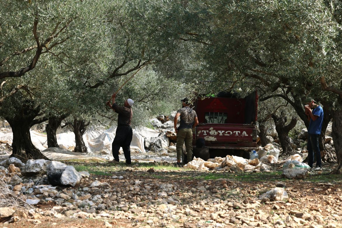 Farmer Hussein Shaheen (L) harvests olives near the southern Lebanese town of Hasbaya near the border with Israel.