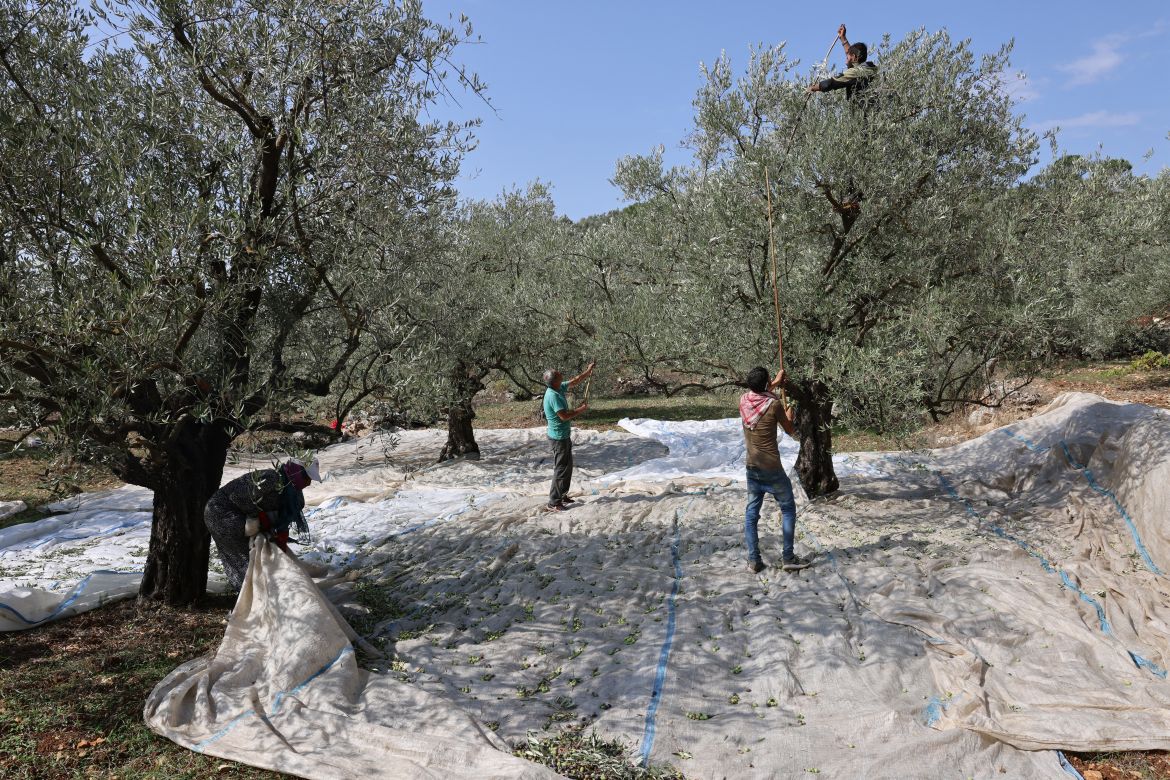 Workers harvest olives near the southern Lebanese town of Hasbaya near the border with Israel .