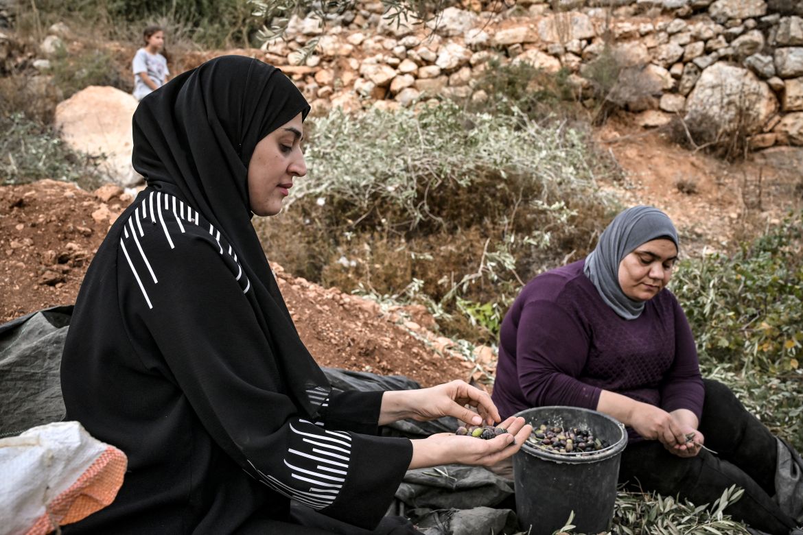 A Palestinian woman picks leaves off of freshly-picked olives during the harvest at a grove outside Ramallah in the occupied West Bank.